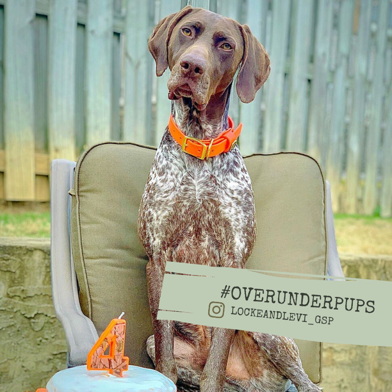 Over_Under_Co's tweet photo. Check out the way this dashing #dog rocks our water dog collar!  #OverUnderPups https://t.co/f74kdSbd2a https://t.co/xygNCLi0wm