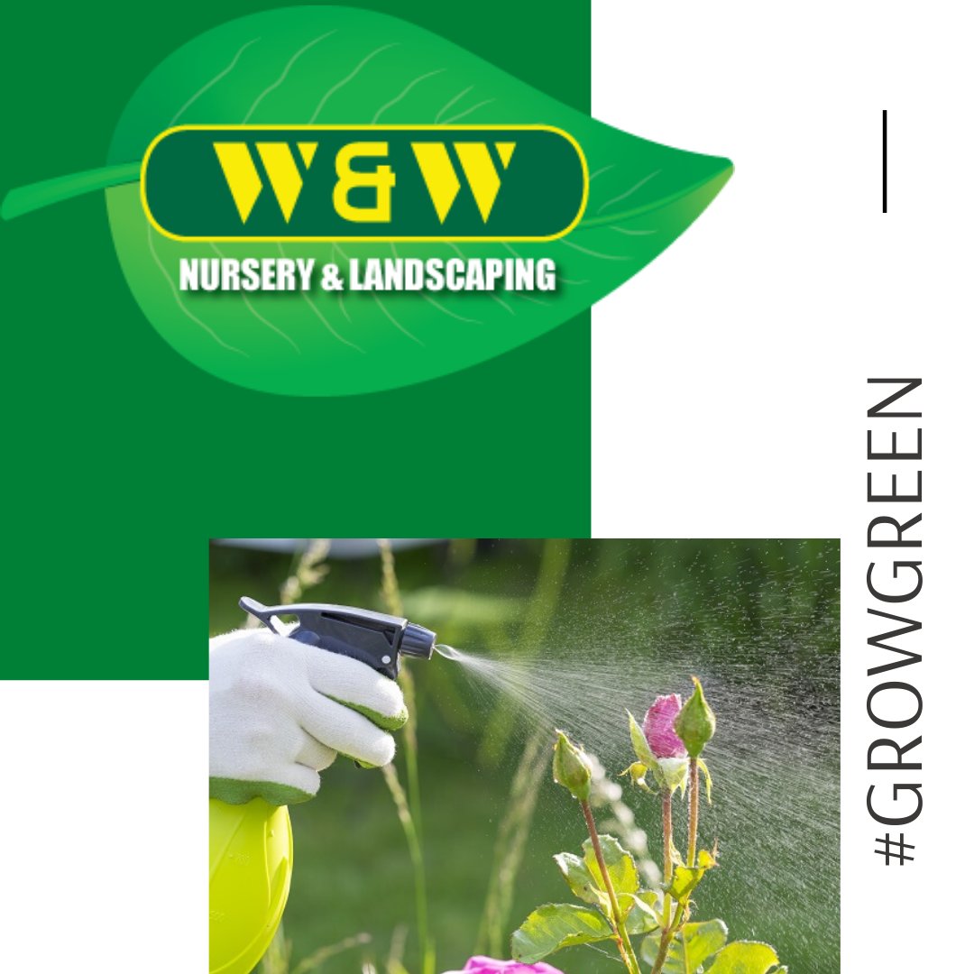 If temps begin to rise above 50 this is a good time to spray All Seasons Oil on fruit trees, grapes, roses. Magnolias, cherry and crabapples. #Garden #WWNursery #NY #Growing