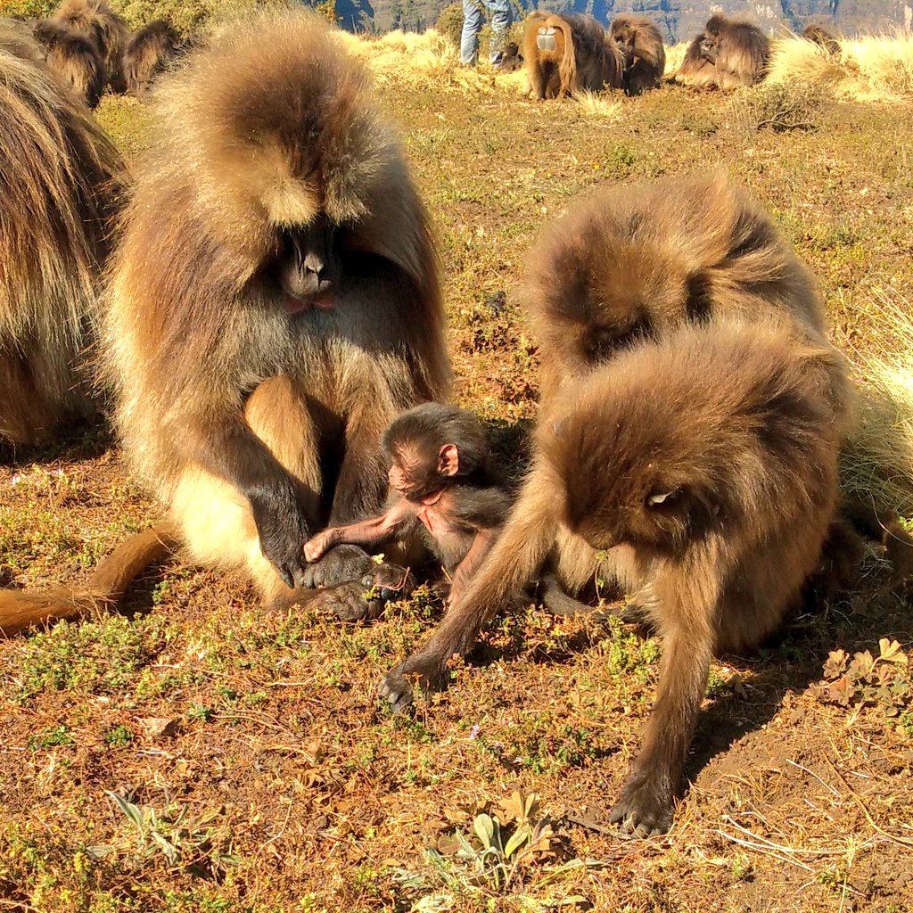 scarrera11's tweet photo. Hello new followers!! ๐
I follow #monkeys ๐ around all day in #Ethiopia โฐ๏ธ and post tons of pics!
Here's the newest baby in my dataset, Chnandler, exploring the world at 2 weeks old!
#geladagroupie #yearwithgeladas #smgrp #TheripithecusThursday https://t.co/HL89AsLSJF