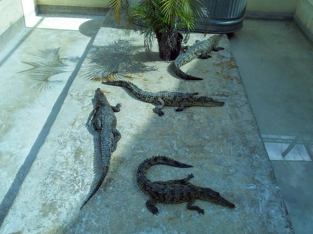 nepajamaica's tweet photo. NEPA offering reward for crocodile killers.
Read the full statement here: https://t.co/le1MHSTAql
#NEPAAndYou #SaveCrocs #preserveWildlife https://t.co/eoxuyY35Cf