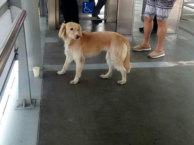 EnterateCali's tweet photo. Nos envían reporte de este cuatro patas que está perdido y se encuentra en la estación del MIO del Trébol. El guarda dice que esta desde las 5 AM. 🐶

Si alguien conoce sus dueños por favor dar aviso. https://t.co/5gbwfHRzu3
