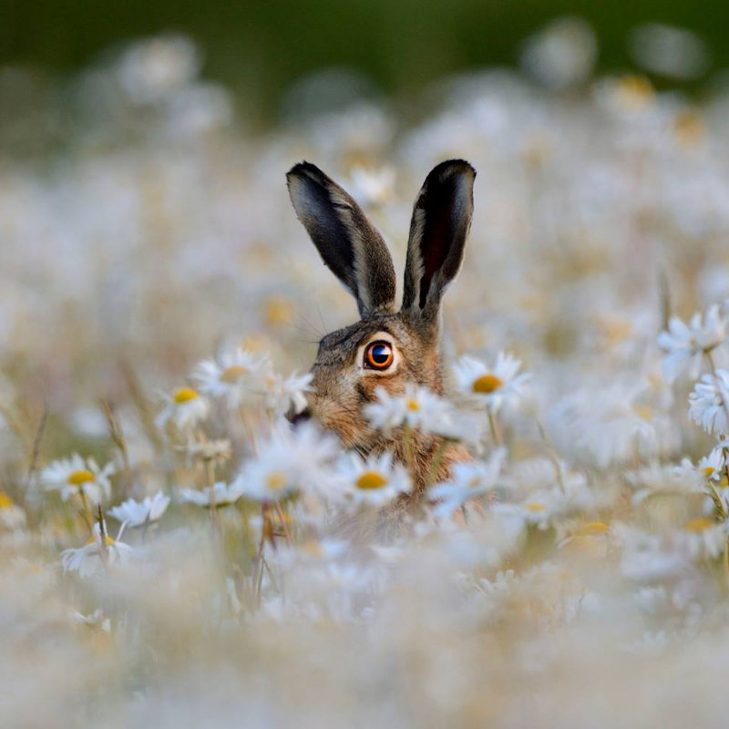 DalegateMarket's tweet image. Reason to visit Deepdale Spring Market #14: @SupportNWT, Hygge Stand - dalegatemarket.co.uk/spring-market/…