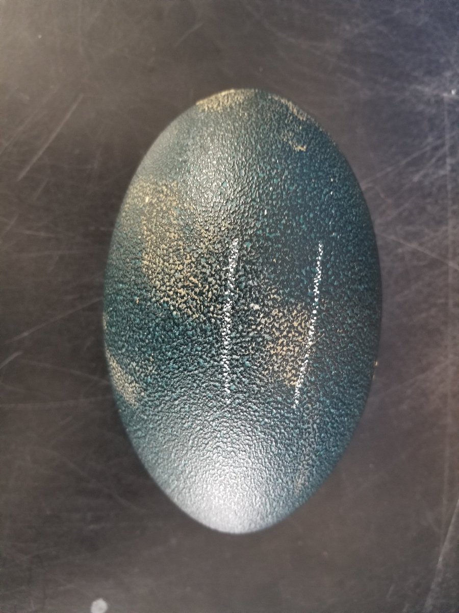 Emu eggs are wiggling. Seventh grade has taken wonderful care of them. Hatching is coming soon.
#OzaukeeWarriors