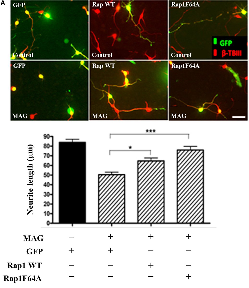 FEBS_Letters's tweet photo. #Myelin-associated #glycoprotein inhibits #neurite outgrowth through inactivation of the small #GTPase Rap1 →https://t.co/AcpoYlm1S2 #axons #axonalregeneration #dendrites #neurotrophins #neuroscience https://t.co/SE7vx59f0M