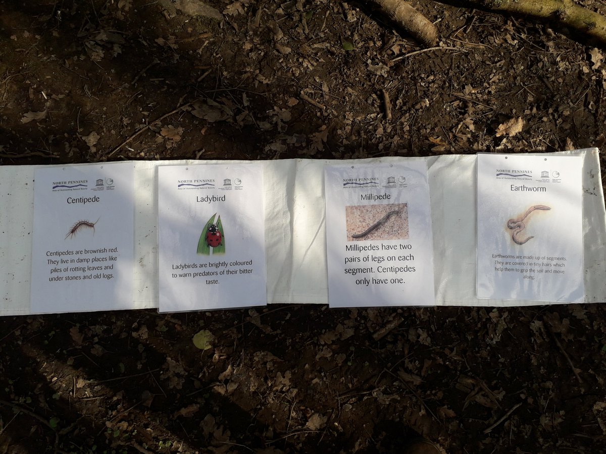 A beautiful day for bug hunting, Bugfest 2020 @acomb_f with @NorthPennWild@NorthPennAONB@QueensHall#wherehavealltheinsectsgone?