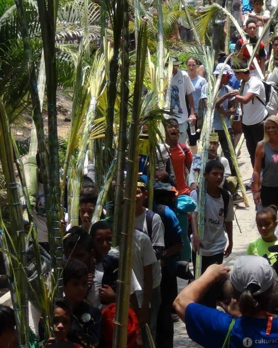 PalmerosChacao's tweet photo. Se podan entre las quebradas Las Adjuntas y Pajaritos, en los sectores de #Noteapures y #Pajaritos. A los palmeritos los llevamos a un sitio de poda por el camino de #LosPinabetes, y pernoctan en un salón grande cerca de la pista de patinaje, arriba en el teleférico 🚠🚠. https://t.co/PBasMzVhP8