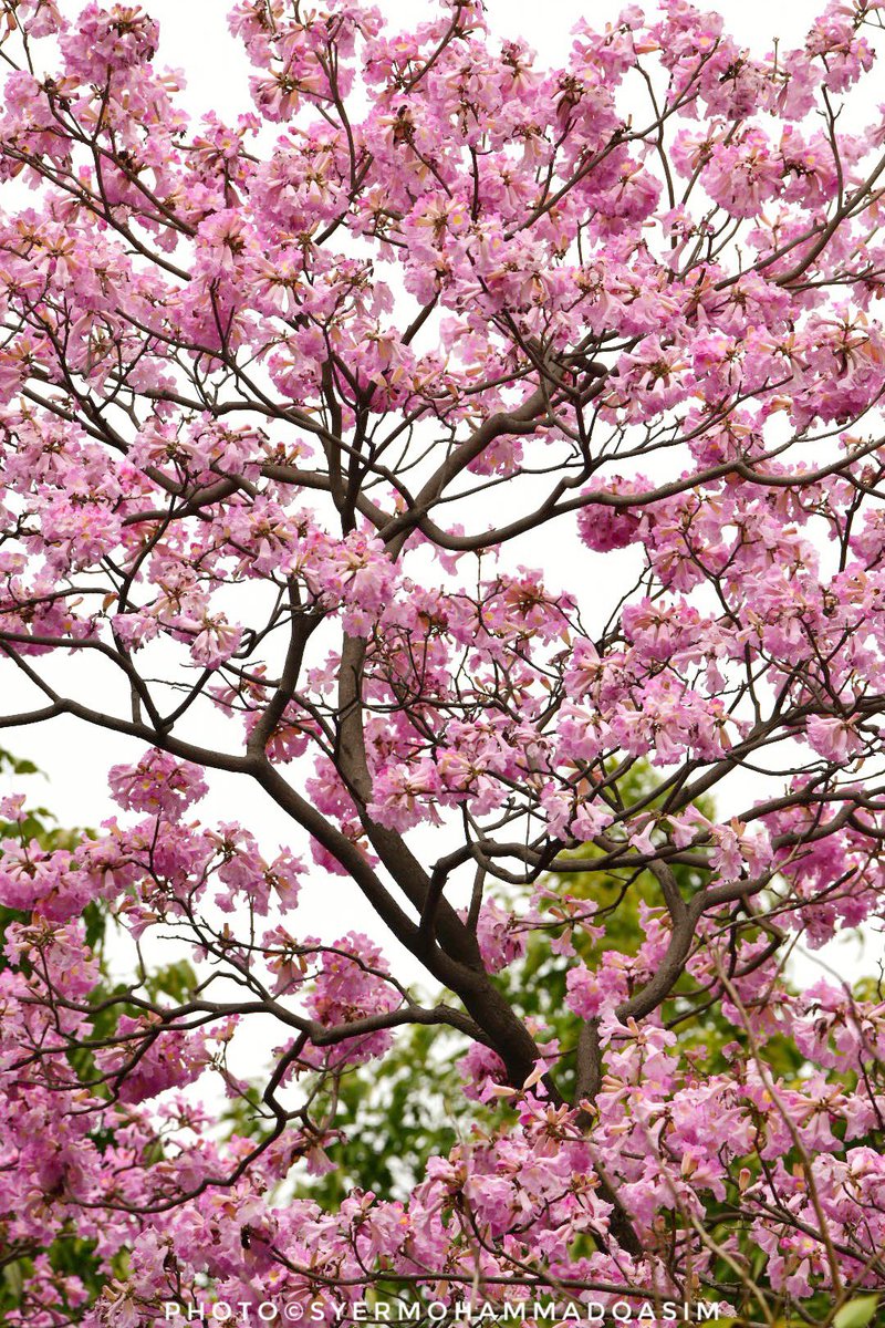 TreesDelhi's tweet photo. It is time for parents to teach young people early on that in diversity there is beauty and there is strength.
-Maya Angelou

#RosyTrumpetTree ,a tree from Caribbean Islands&amp;Tropical America is lending much needed calming effect to #Delhi . 

#StoriesOfTreesOfDelhi #TreeWalks https://t.co/BQoLtoP5Yj