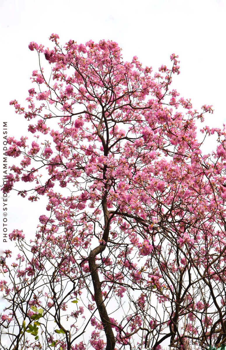 TreesDelhi's tweet photo. It is time for parents to teach young people early on that in diversity there is beauty and there is strength.
-Maya Angelou

#RosyTrumpetTree ,a tree from Caribbean Islands&amp;Tropical America is lending much needed calming effect to #Delhi . 

#StoriesOfTreesOfDelhi #TreeWalks https://t.co/BQoLtoP5Yj