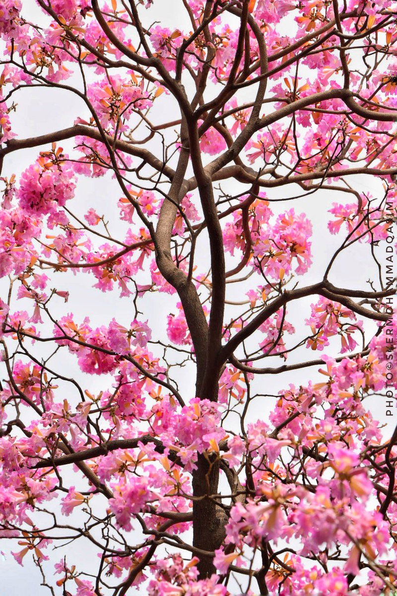 TreesDelhi's tweet photo. It is time for parents to teach young people early on that in diversity there is beauty and there is strength.
-Maya Angelou

#RosyTrumpetTree ,a tree from Caribbean Islands&amp;Tropical America is lending much needed calming effect to #Delhi . 

#StoriesOfTreesOfDelhi #TreeWalks https://t.co/BQoLtoP5Yj