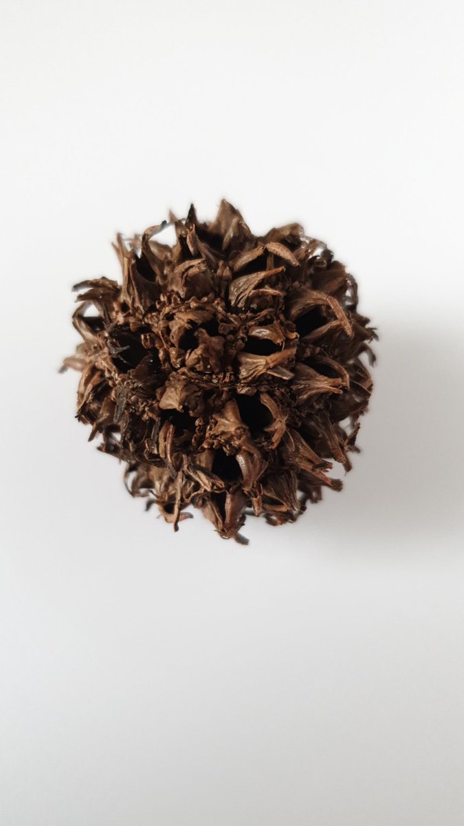 Frucht eines Amberbaumes,  sieht irgendwie aktuell aus. Versuch einer Entfürchtung!