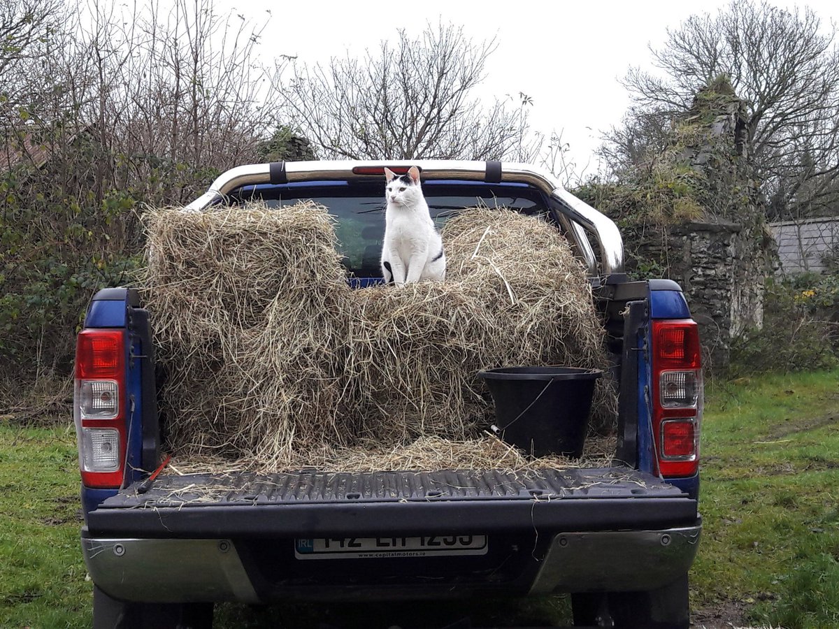TomtomThat's tweet photo. I really do work too hard! Think I'm gonna put in for a paw-rise 😼
#tomtomtime #catonthejeep https://t.co/vSOGbI2Y2t