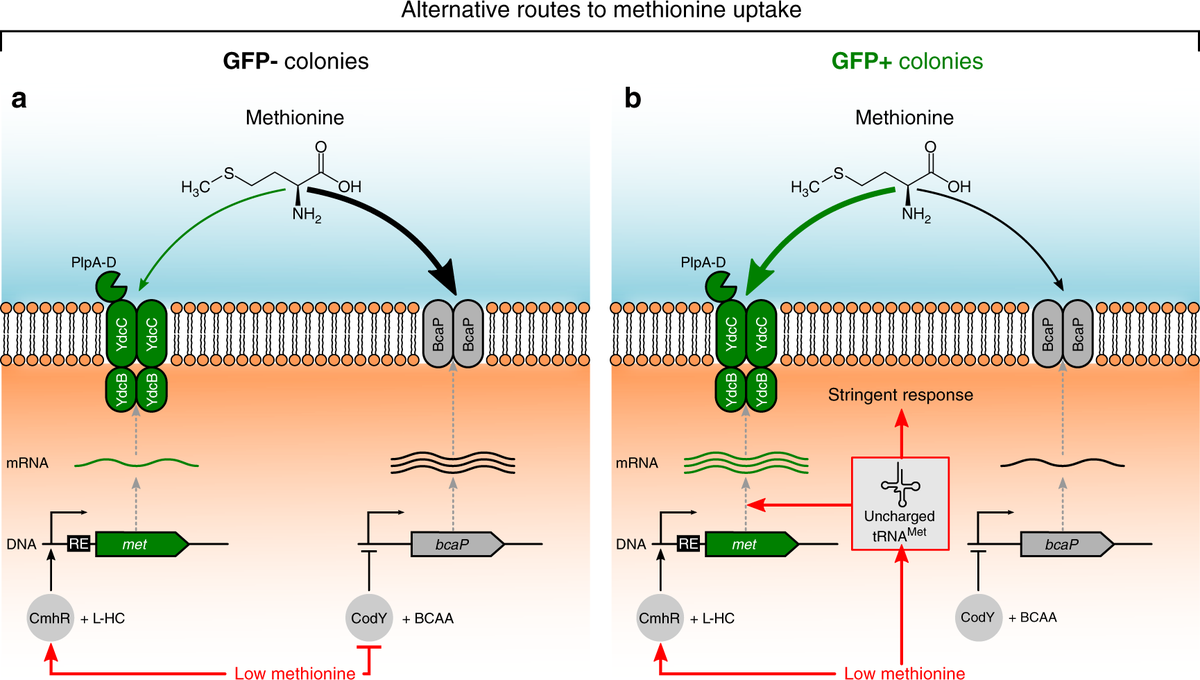 EvolvedBiofilm's tweet photo. A riboswitch gives rise to multi-generational phenotypic heterogeneity in an auxotrophic bacterium
@NatureComms by @JhonatanHV, @GestelJordi and @OscarKuipers1
#Lactococcuslactis
https://t.co/BtcA9AQxL1 https://t.co/ERLgM1oWZQ