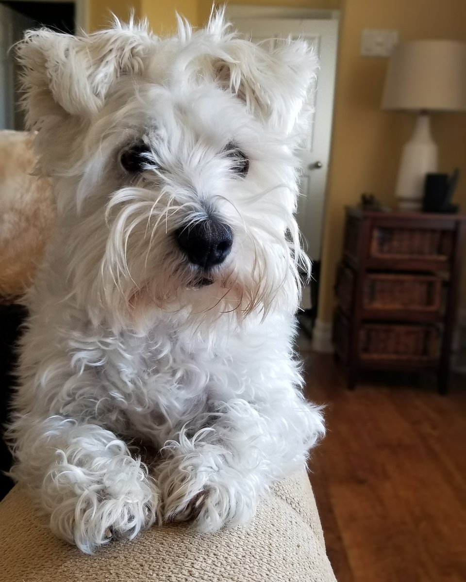 SWauzer's tweet photo. Just sitting here waiting for my breakfast as dad keeps snapping photos of me like he's Helmut Newton. 

"Ya that's the pose! Work with me baby! Make love to the camera!!" https://t.co/V9X1ePtSLZ