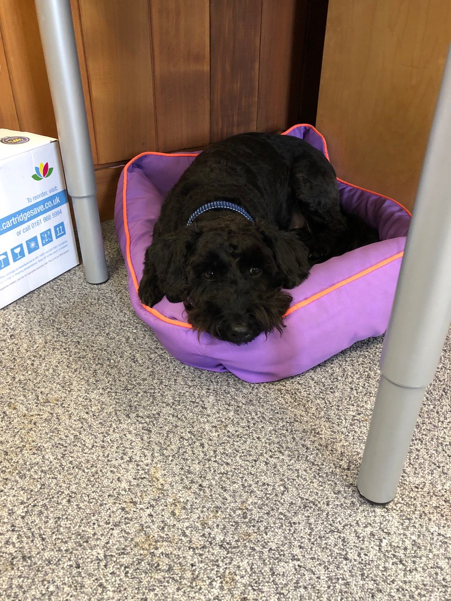 Alfie waiting patiently for Friday 💤 #ThursdayThoughts