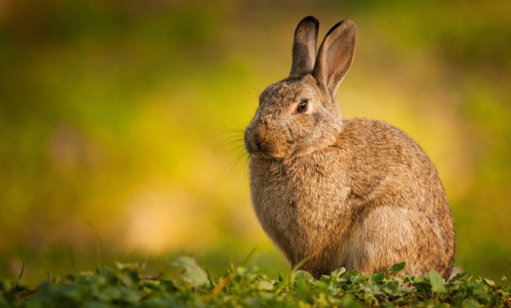 « La #FNC a décidé de lancer une nouvelle politique petit gibier notamment pour le #lapin de garenne. C’est une évidence pour la #biodiversité car cet animal est impliqué dans de nombreux écosystèmes faunistiques et floristiques. »