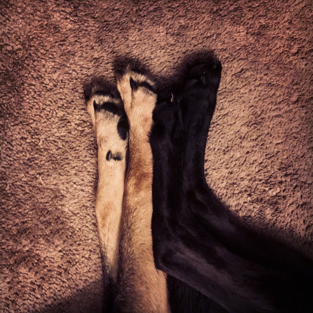 BlackShepherdGr's tweet photo. Sweet Sister Love 🖤🖤 #sisters #adopted #sisterlove #bestfriends #puppypaws #blackshepherd #bicolor #gsd #germanshepherd #germanshepherddog #germanshepherdpuppy #blackshepherdgraphics https://t.co/Tw72GTsCfu