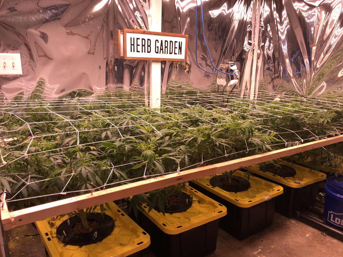 Jen💋 (@j3nnlkiss) on Twitter photo Not to bad considering I’ve been slacking!! #growyourown #cannabis thanks <a href="/RemoNutrients/">Remo Brands Inc</a> for some amazing nutes and <a href="/Ontariogenetics/">Ontario Grown Genetics</a> thanks for the seeds 😊🔥 Not to bad considering I’ve been slacking!! #growyourown #cannabis thanks <a href="/RemoNutrients/">Remo Brands Inc</a> for some amazing nutes and <a href="/Ontariogenetics/">Ontario Grown Genetics</a> thanks for the seeds 😊🔥