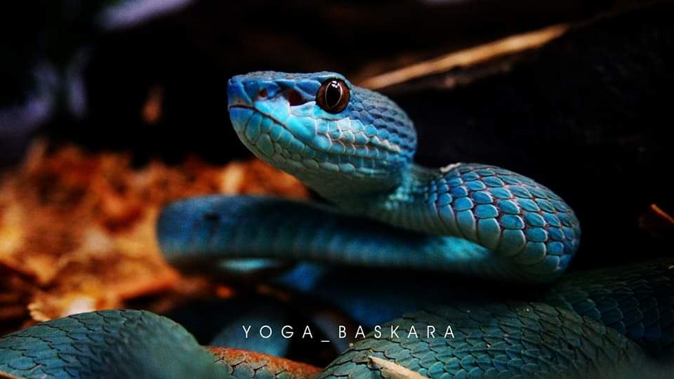 peter_skink's tweet photo. Shoot of tonight

Trimeresurus Insularis Blue / Blue Pit Viper https://t.co/tP3IUSBg8k