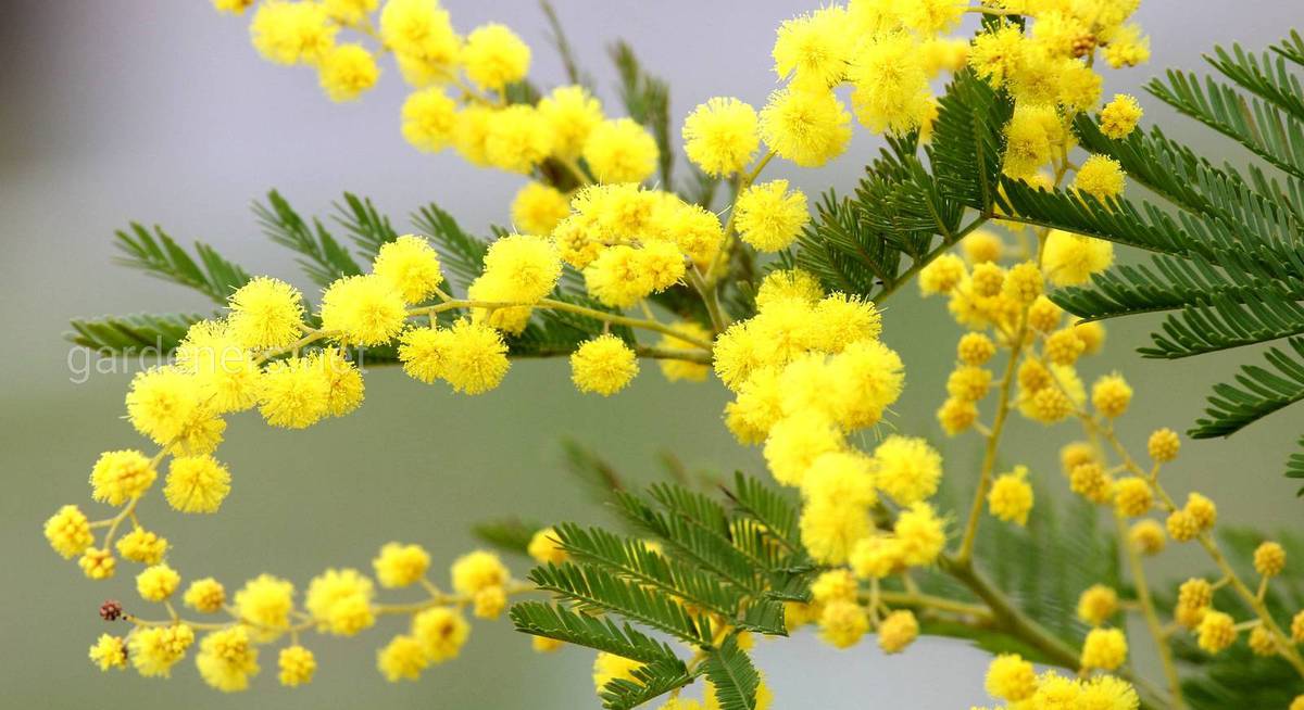 С наступающим Международным женским днем!
rustrademission.ru/novosti/2249-s…