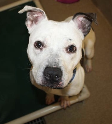 WorcesterPool's tweet photo. I am Rocco! I’m a special needs dog waiting for you ❤️ My neurologist says my problem doesn’t seem to be progressive, which is GREAT! I stumble and fall often, but I am getting better at learning what I can do! If you love me already, call Second Chance to set up a meeting https://t.co/Pu8XJJt2ea