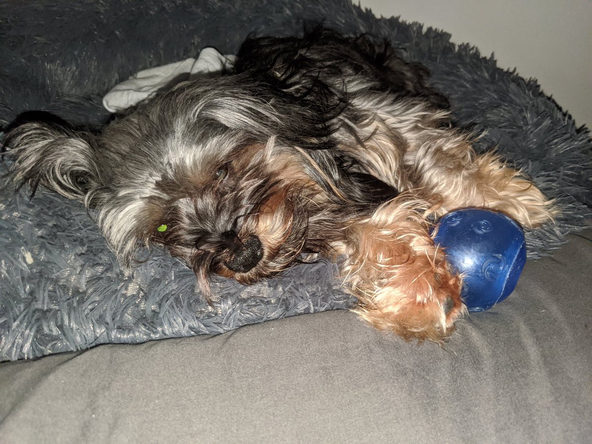 SPLMunch's tweet image. All I think about is ball