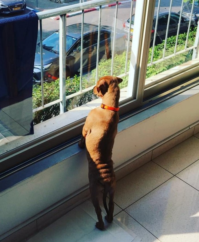 Come on... Get Stevie on t'telly. Look at that crinkly pup bum #Crufts