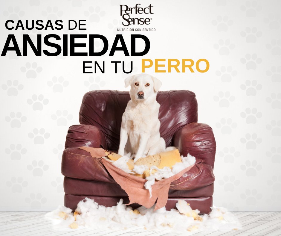 Causas de ansiedad en tu perro. 🐶🐾
Leer más en: bit.ly/2ToKbpq 
#FelizJueves
#Perro
#Perros
#Dogs
#Dog
#mascota #pets #pet #DogLover #doglovers