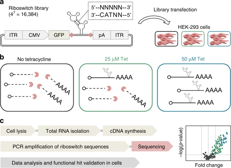 OTSociety's tweet photo. High-throughput identification of synthetic #riboswitches by barcode-free amplicon-sequencing in human cells

#Ribozymes @suess_lab #FamulokLab #aptamer @SassStem @Giangran1Paloma @AptamerSociety @BurkeLabRNA @mallikaratchy @MariaCDeRosa @AshPMenon

https://t.co/4iaULgd10w https://t.co/ddujlePWVT