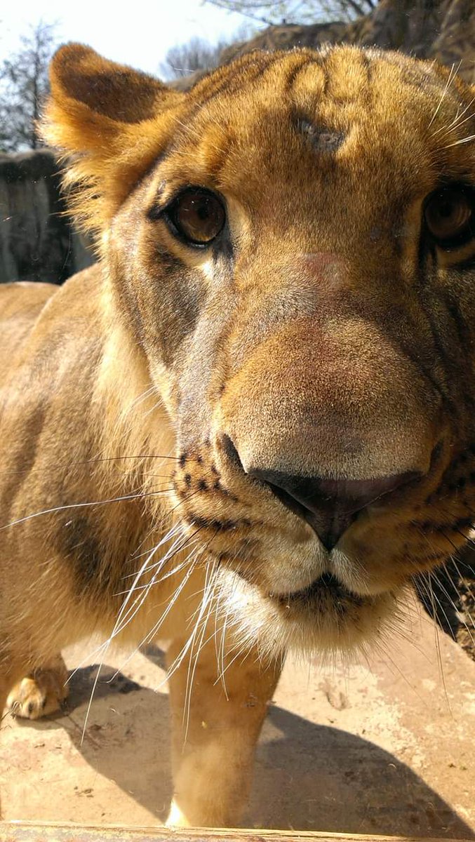 Today would be a great day to check in with a membership! Don't have one? Get yours here: cameronparkzoo.com/memberpass/ #ThrowbackPhoto 📷:Kristi Webb