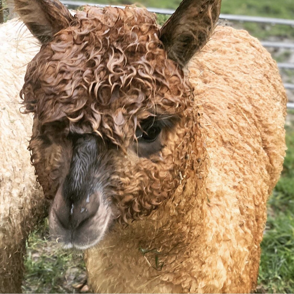 MillFarmDorset's tweet photo. A soggy day but productive day at Mill Farm trying to harness up our alpacas! #alpacas #dorset https://t.co/SdSN6mMsXB