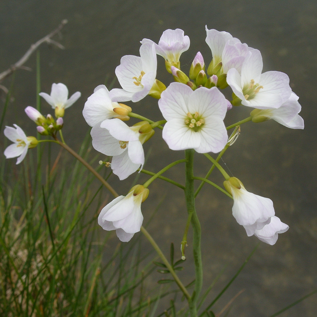 Plantlife tweet media