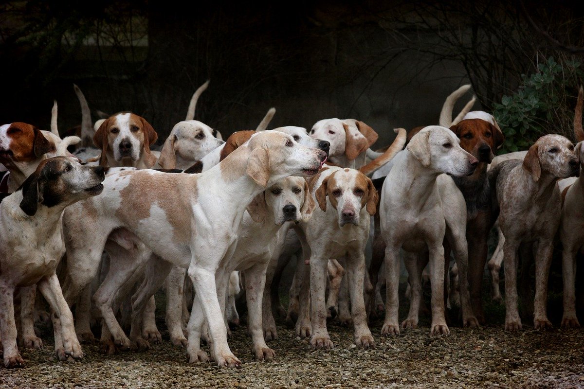 Si può creare un'anagrafe genetica dei cani? Ne parliamo nel nostro blog. #cani #genetica #anagrafecanina
…nicaveterinariagransasso.blogspot.com/2020/03/identi…