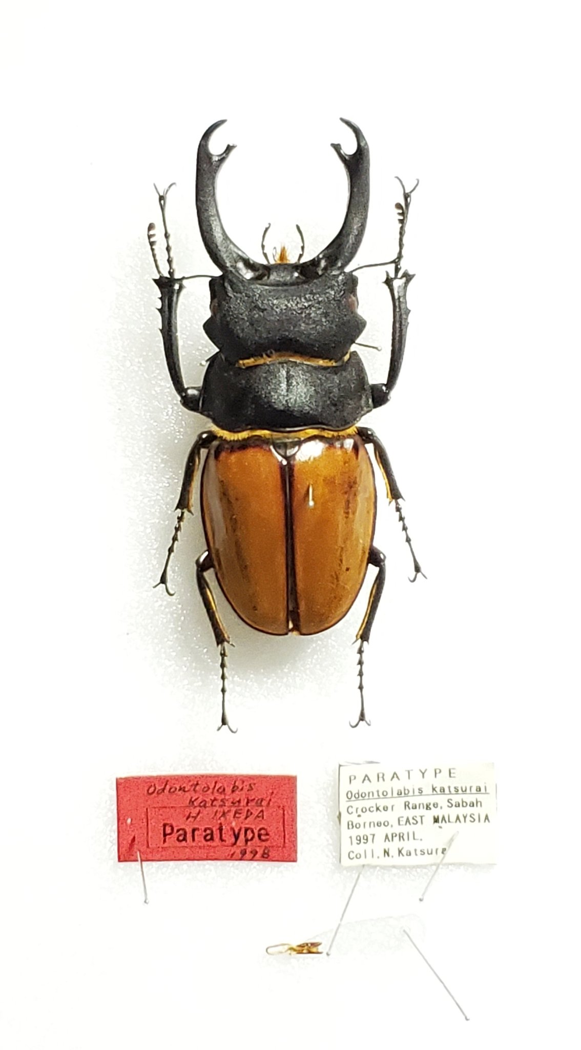 ≪≪ ボルネオ便第3弾 Wild！ 美麗種！ ツヤクワガタsp カツラ？ 54