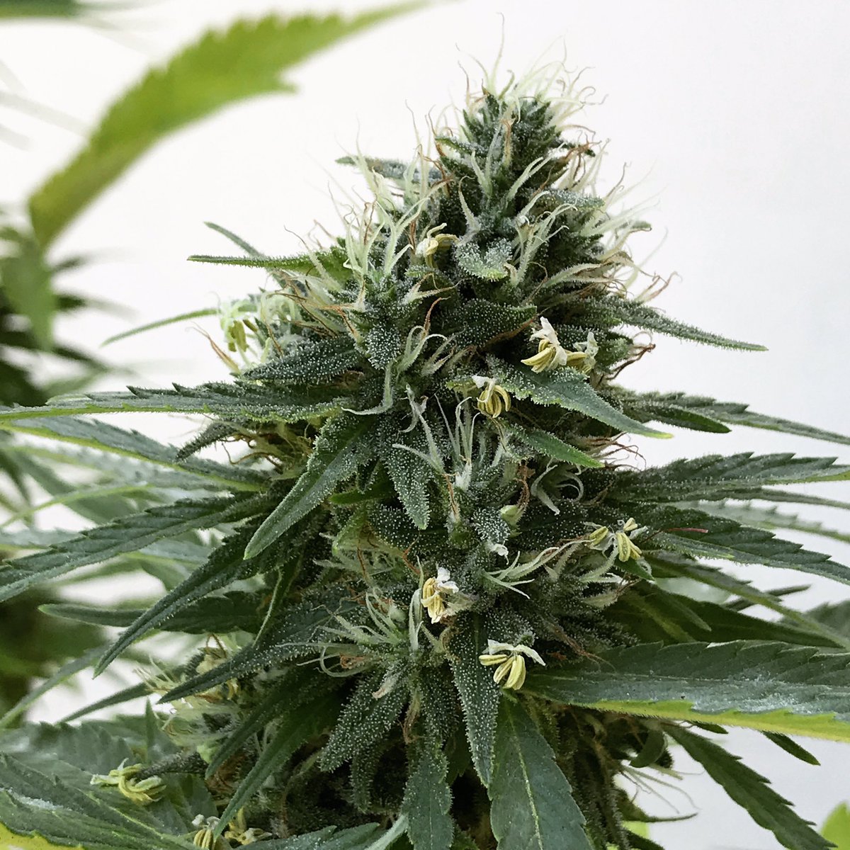 WitnessIAm2's tweet photo. Drop Pollen not Bombs. Gummyberry # 1 BX1-11 covered in BX1-13 Pollen. Making babies 🌱🌲 #cannabis #cannabisgrowers #marijuana #marijuanagrowers #cannabiscommunity #dagga #dank #420 #InstaYourGram #weedporn #thc #maryjane #420photography #instaweed #weedporn #cbd #weedstagram https://t.co/JFYhlJTYSl