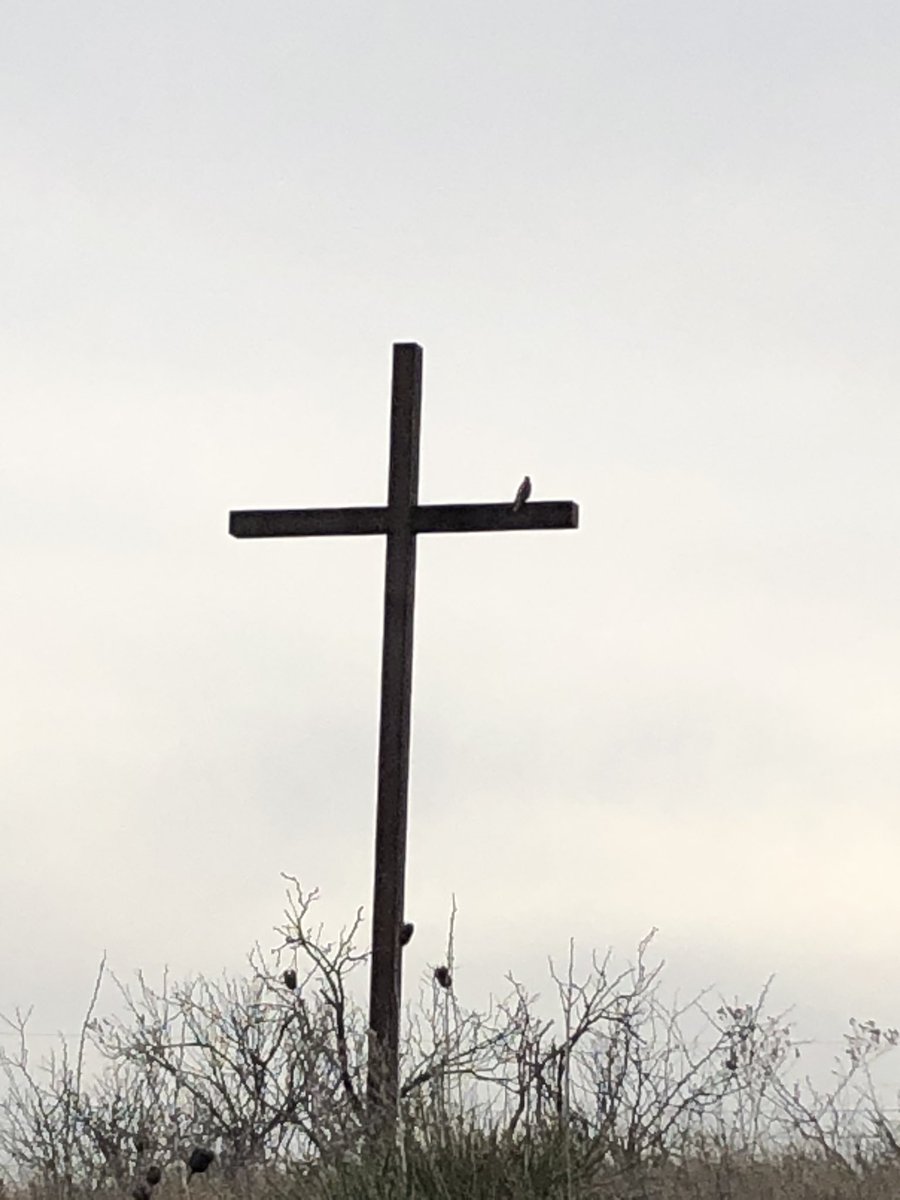 CampCrossview's tweet photo. Was greeted with a Pheasant surprise yesterday. Turkeys, and a hawk in the cross! 
Listen, I understand neither of these birds are pheasants, but it’s punny! 
#wildlife #Turkey #Hawk #ThanksGivingThursday #CrossHawkDown https://t.co/ZCFQeWaQRH