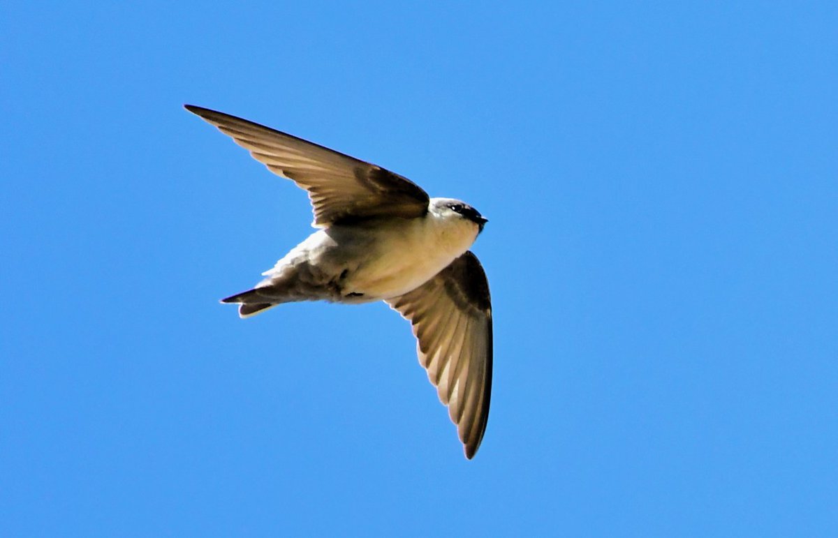 PeterMClayton's tweet photo. Rock Martin (Ptyonoprogne fuligula) a new one for me #birdsofegypt https://t.co/mrUYpOkzn5