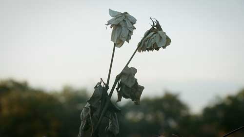 PatrickScientis's tweet image. “...A deeply powerful, moving, heart-wrenching experience." - #ParentsMagazine
@emily_taguchi and @jlefferman w/ @CMRubinWorld discuss #AfterParkland bit.ly/2T4Uij0 #character #skills #21stCenturyEd #trauma