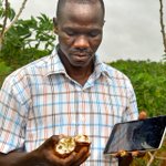 Image for the Tweet beginning: Cassava brown streak disease causes