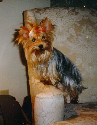 It has rained all...day...long. And it's on days like this that I never regret training my Yorkie to use a litter box ... and why I wrote a book to teach others how to train their little dogs, too - check out this excerpt on Amazon: amzn.to/2oeqfr6