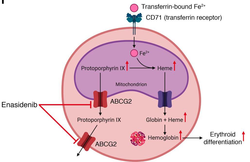 Enasidenib drives human erythroid differentiation independently of isocitrate dehydrogenase 2 buff.ly/2PK628w <a href="/StanfordCancer/">Stanford Cancer Institute</a> <a href="/StanfordMed/">Stanford Medicine</a> #hematology #stemcells