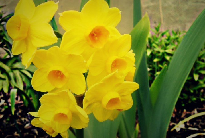 daisysdays1's tweet photo. 🌿The joys of Spring🌿 https://t.co/l4l1wUq2xA
