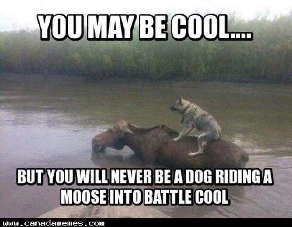 Livingthrghit's tweet photo. I wish I was this cool โฌ๏ธโฌ๏ธโฌ๏ธโฌ๏ธ
#humor #cool #ineedalaugh https://t.co/Z1sy1POifc
