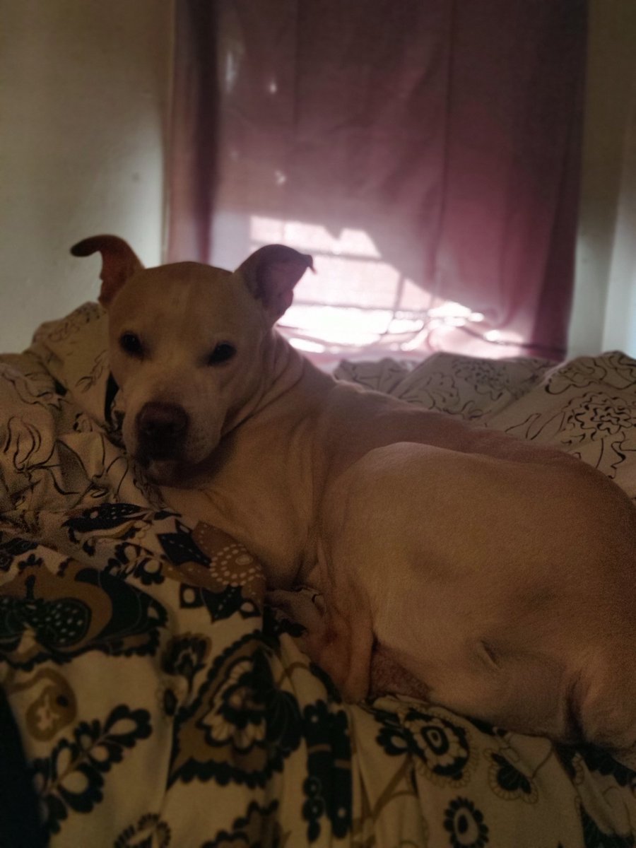 Flesh_Finesse's tweet photo. Ghost! #dogs #doggy #dogsoftwitter #Dog #doglovers #dogoftheday #DogLover #lazy #animallover #AnimalLove #pets #Pitbulls #pitbulllovers #rednose #americanterrier #Terriers #labrador #labradorretriever #CreatureLifeRealm #ghost https://t.co/T88F8ecp4A