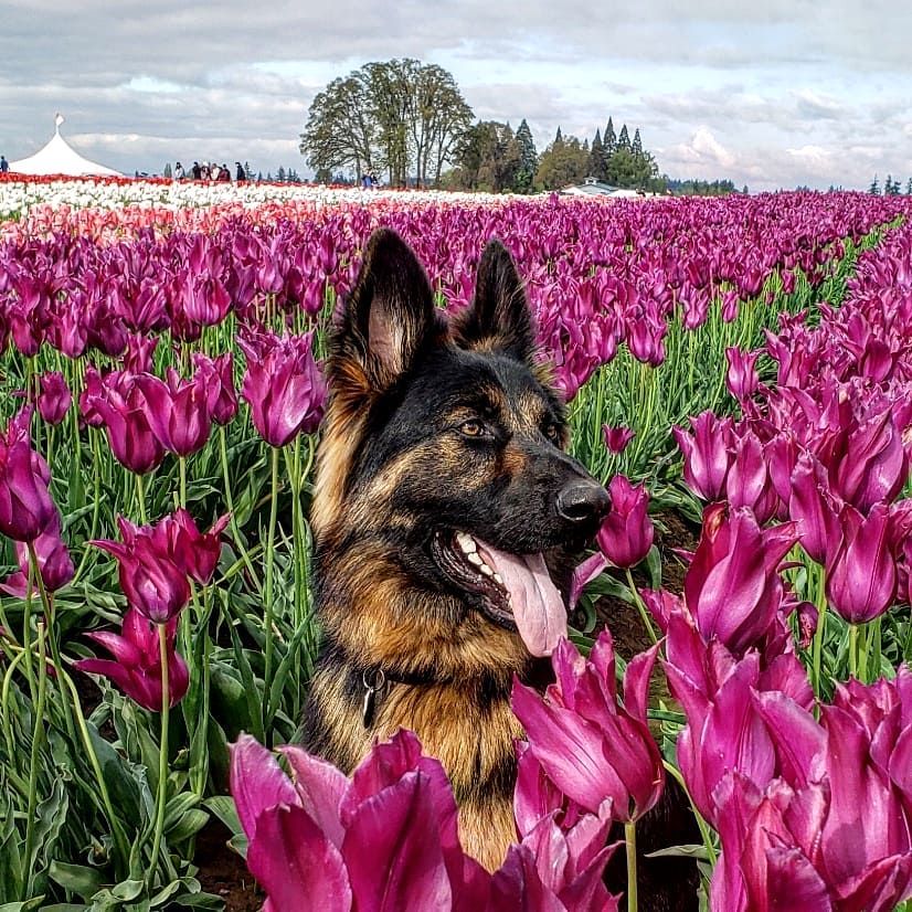 BringFido's tweet photo. Fido is going to "dig" these spring festivals across the US! #dogfriendly #petfriendly #dogtravel #pettravel #traveldog #festival #springfestival #dogfriendlyevent #tulipfestival #cherryblossomfestival #StPatricksDay #hippiefest #tuckfest #dogs https://t.co/dskuqzvssX https://t.co/2hsrJ2mX9q