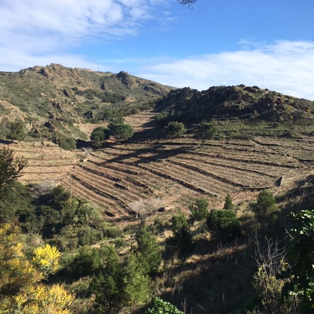 grapexp's tweet photo. Grape Experience spring newsletter: latest news, upcoming events, spotlight on Roussillon, and future classes. - https://t.co/4CH6xqCqG0 https://t.co/GA94DACpzu