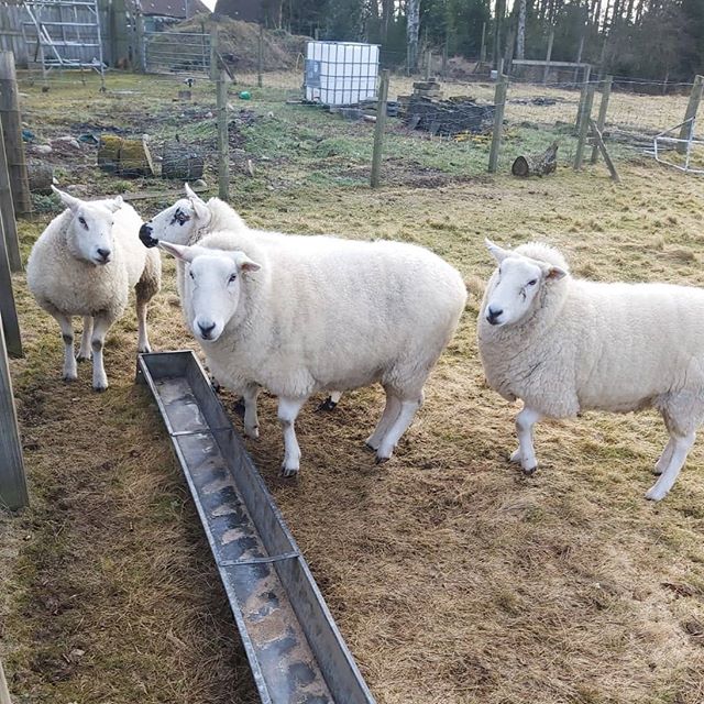 rural_landagent's tweet photo. The friendliest sheep in #Perthshire 🐑 https://t.co/rfoVvas8zm
