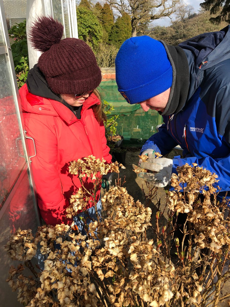 horticulturede4's tweet photo. Drew demonstrated where (on the stem) to cut using secateurs when dead heading a Hydrangea to his team mate, Billie-Jo. The student's work @BryngwynHall is setting them up with the work skills essential to a career in #horticulture #teamwork #NWC2020 #derwencollege https://t.co/e4nyYLMdnu