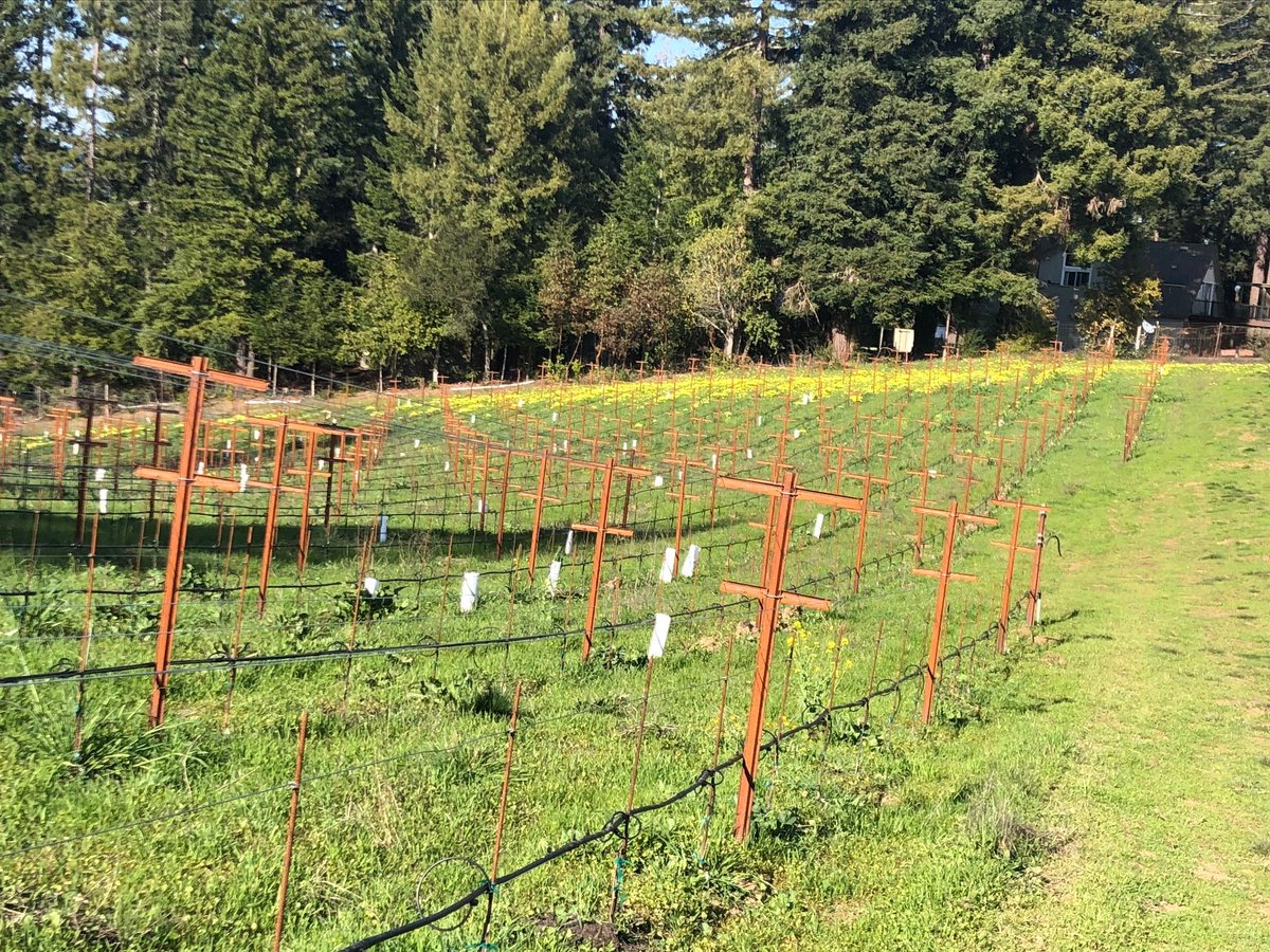 MarimarTorres's tweet photo. And our "ancestral varieties" #Pirene &amp; #Gonfaus, brought over from Spain over 2 years ago, are pushing too. My brother's team @TorresWines in Spain has spent many years developing those, bringing back pre-phylloxera varieties to life. That's so exciting! 
#AncestralVarieties https://t.co/FHEmuAOd1S