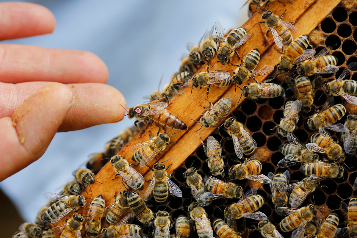 nypost's tweet image. Pesticides are messing with the brains of baby bees trib.al/wlo14WT