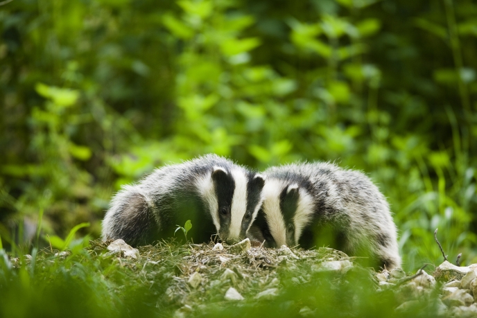 DerbysWildlife's tweet photo. After five years of trialling, testing and rolling out the UK’s largest vaccination programme, we’re delighted with today’s announcement from the Government to stop the badger cull and replace it with a vaccination programme. https://t.co/ZS8d78AjxS https://t.co/zmeZyx3wRA